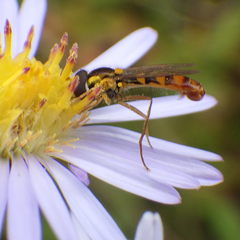 Sphaerophoria philanthus
