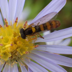 Sphaerophoria philanthus