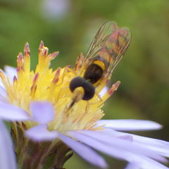 Sphaerophoria philanthus