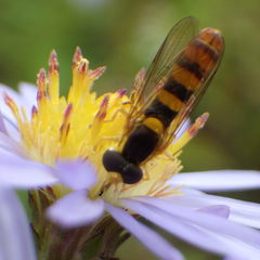 Sphaerophoria philanthus