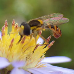 Sphaerophoria philanthus