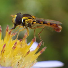 Sphaerophoria philanthus