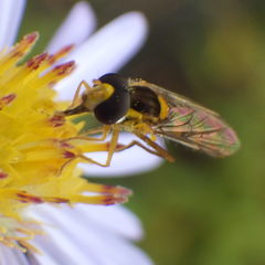 Sphaerophoria philanthus