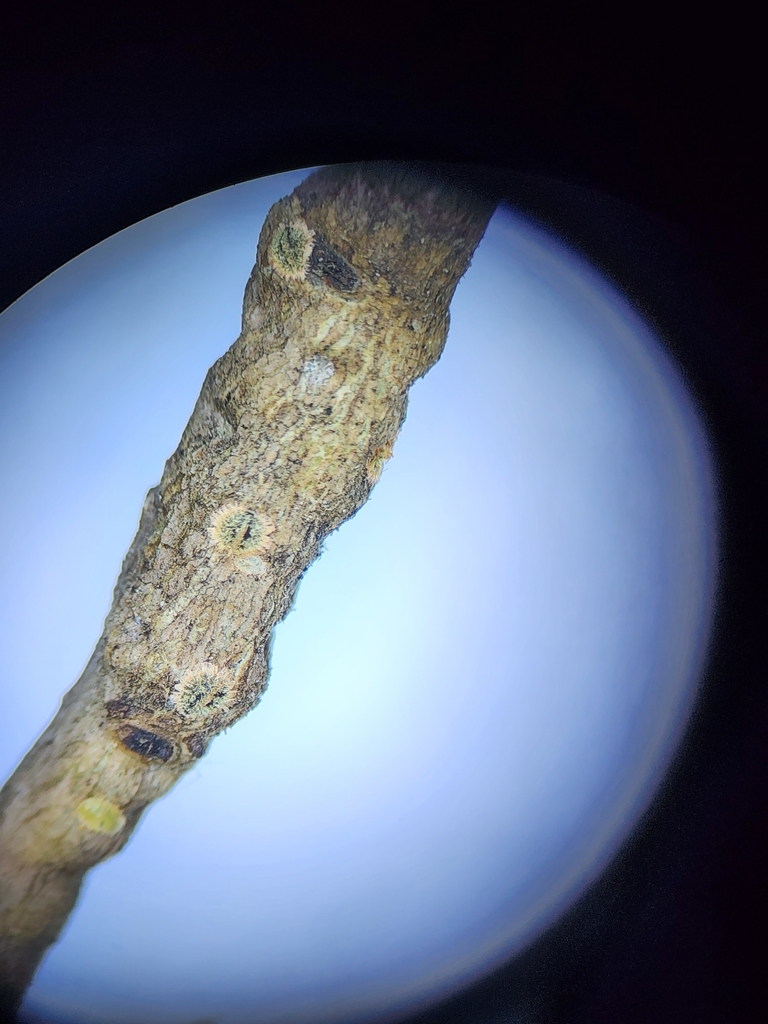 Asterolecanium puteanum