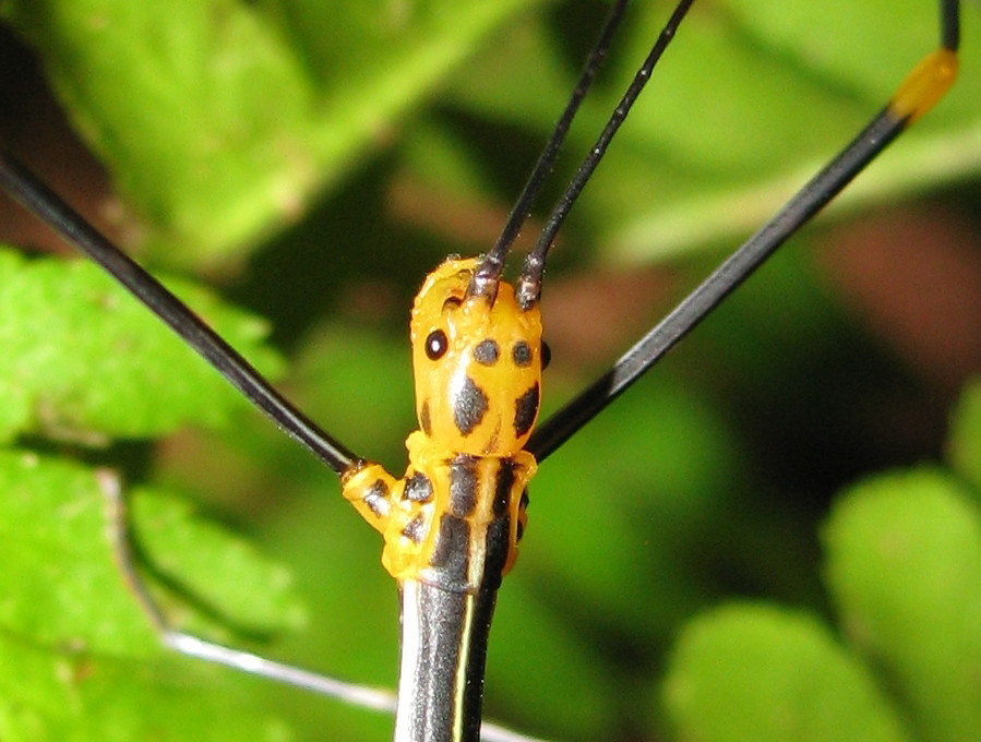 Oreophoetes peruana