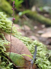 Seychellaria thomassetii