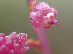 Seychellaria thomassetii