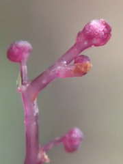 Seychellaria thomassetii