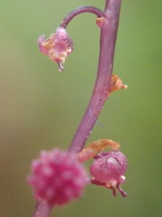 Seychellaria thomassetii