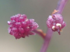 Seychellaria thomassetii