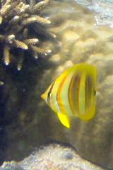 Chaetodon rainfordi