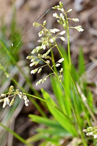 Anthoxanthum australe (Anthoxanthum australe)