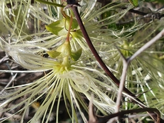 Clematis cirrhosa image