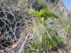 Clematis cirrhosa image