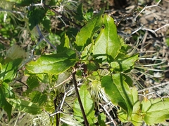 Clematis cirrhosa image