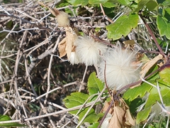 Clematis cirrhosa image