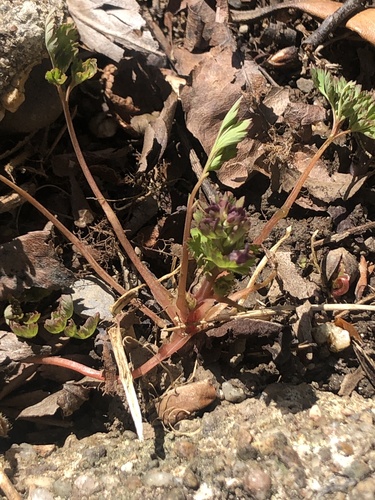 Corydalis incisa f. pallescens iNat (2)