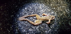 Rana huanrensis