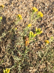 Crossidius suturalis