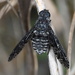 Anthrax striatipennis - Photo (c) Scott Sutherland, some rights reserved (CC BY-NC), uploaded by Scott Sutherland
