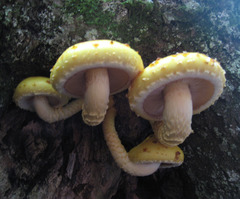 Pholiota adiposa