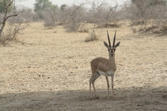 Gazella bennettii