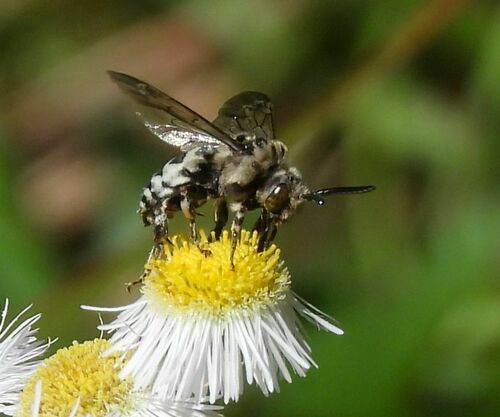 California Digger-cuckoo Bee photographed in Louisiana