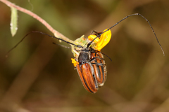 Neocrossidius trivittatus