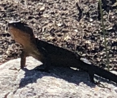 Ninurta coeruleopunctatus