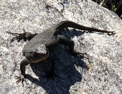 Ninurta coeruleopunctatus