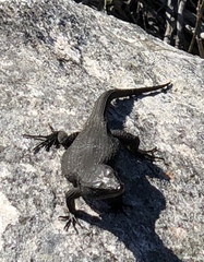 Ninurta coeruleopunctatus