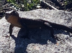 Ninurta coeruleopunctatus