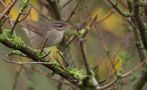 Dusky Warbler (phylloscopus Fuscatus) · Inaturalist