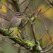 Dusky Warbler - Photo (c) Paul Cools, some rights reserved (CC BY-NC), uploaded by Paul Cools