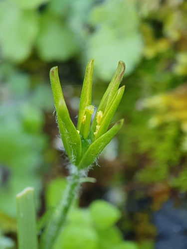 Image of Gagea lacaitae by (c) Mehdi Chetibi, some rights reserved (CC BY)