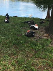 Cairina moschata domestica