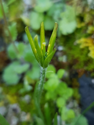 Image of Gagea lacaitae by (c) Mehdi Chetibi, some rights reserved (CC BY)