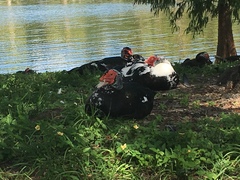 Cairina moschata domestica