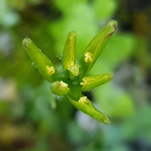 Image of Gagea lacaitae by (c) Mehdi Chetibi, some rights reserved (CC BY)
