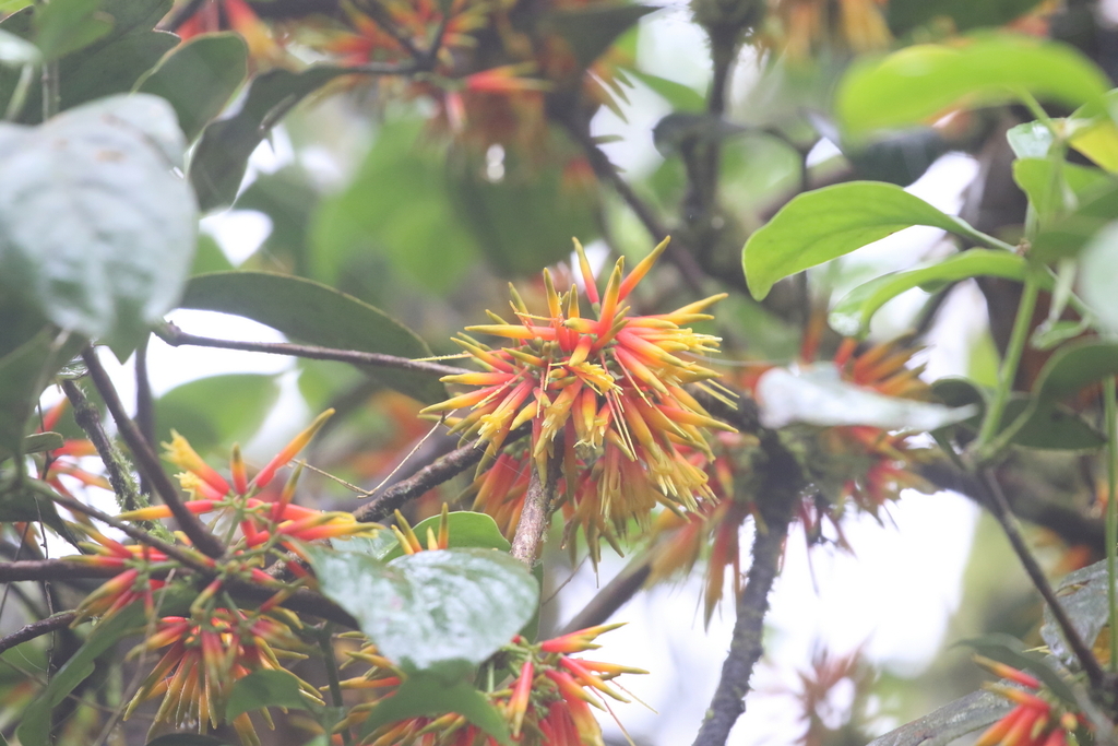 Amyema acuta (Amyema acuta)