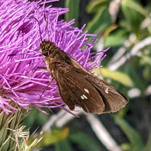 Twin-spot Skipper photo 6