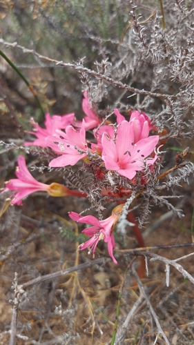 Brunsvigia elandsmontana