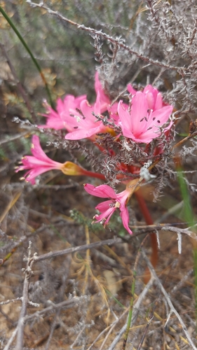 Brunsvigia elandsmontana