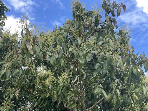Cinnamomum verum iNat (2)
