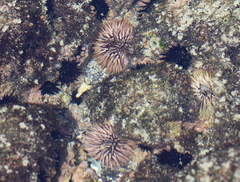 Echinometra mathaei image