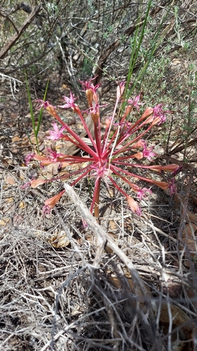 Brunsvigia elandsmontana