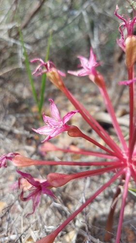Brunsvigia elandsmontana