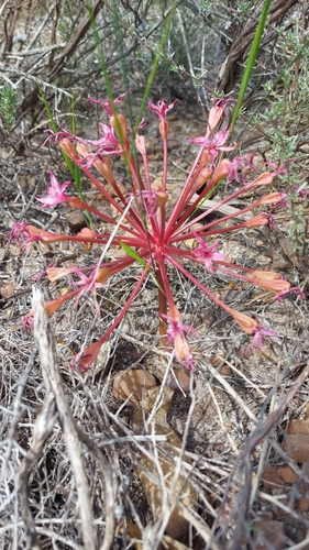 Brunsvigia elandsmontana