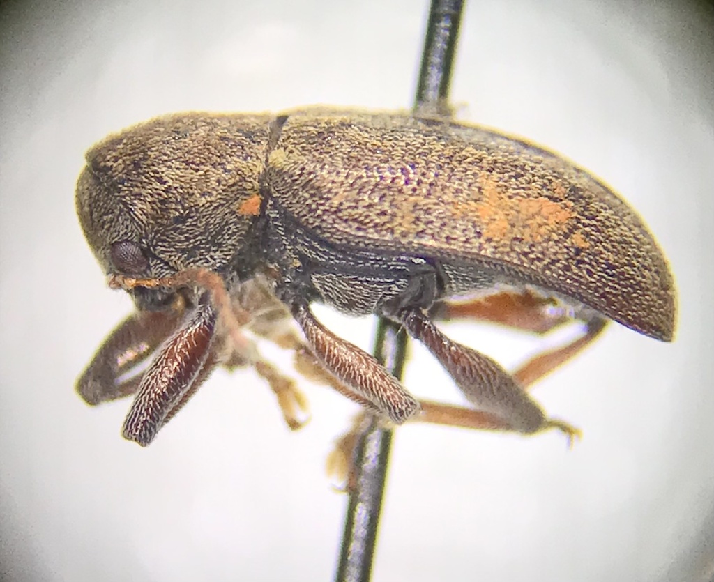 Myochrous longulus