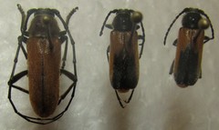 Crossidius pulchellus